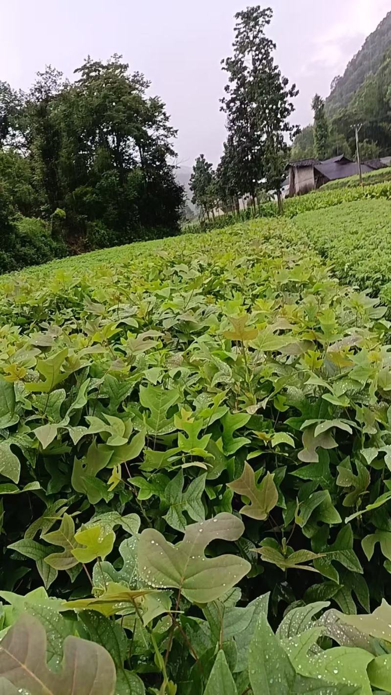 鹅掌楸杯苗