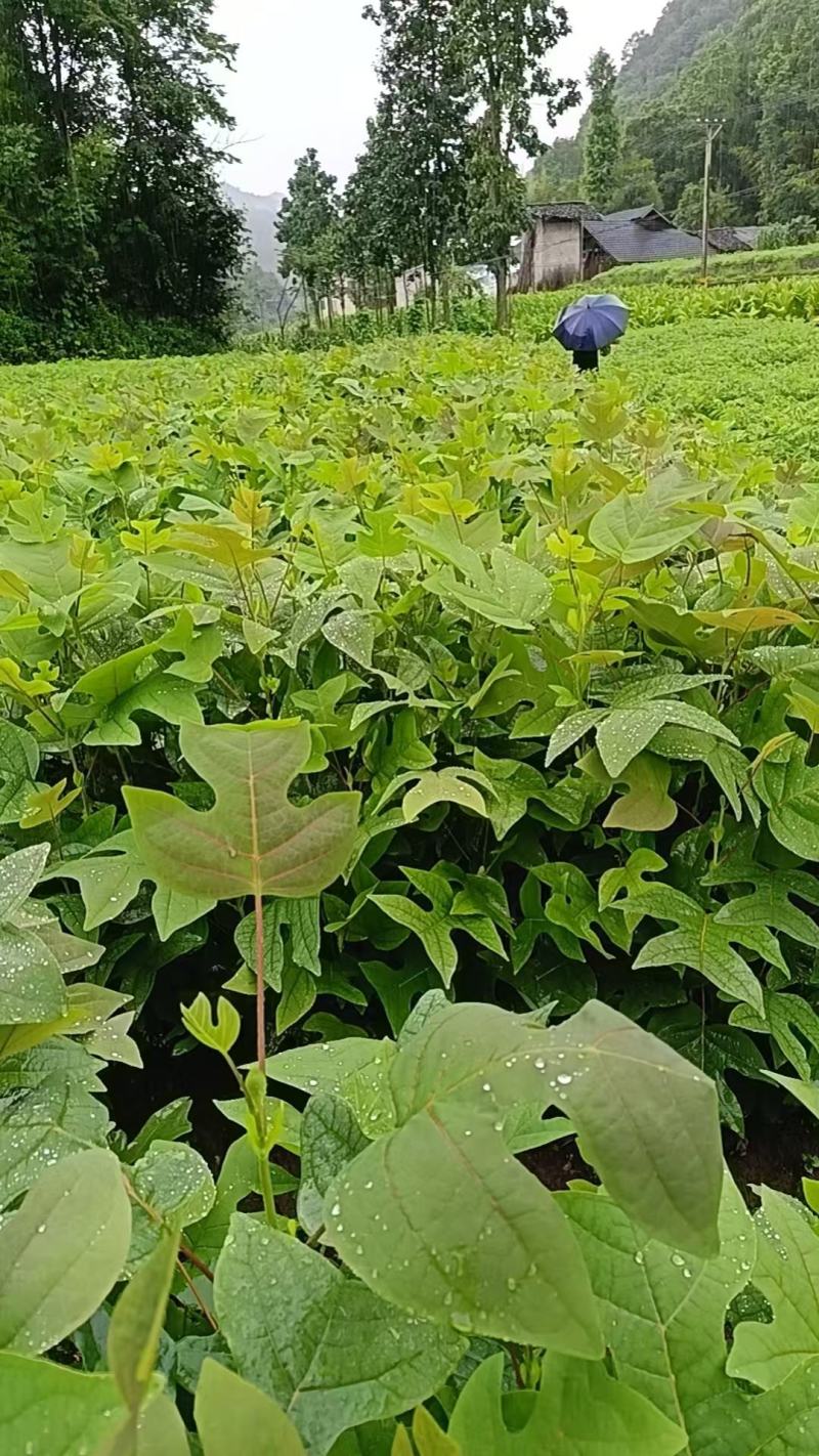 鹅掌楸杯苗