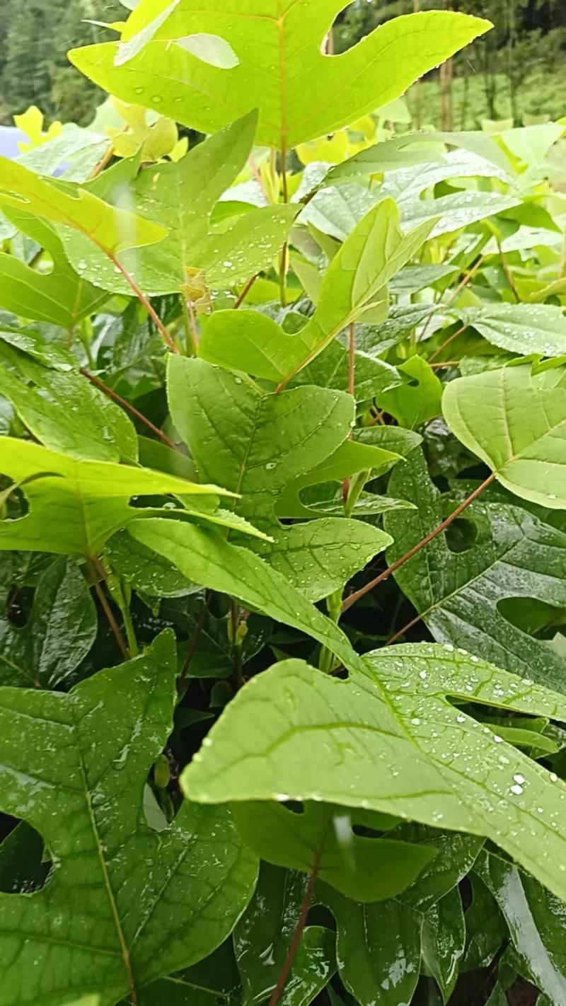鹅掌楸杯苗
