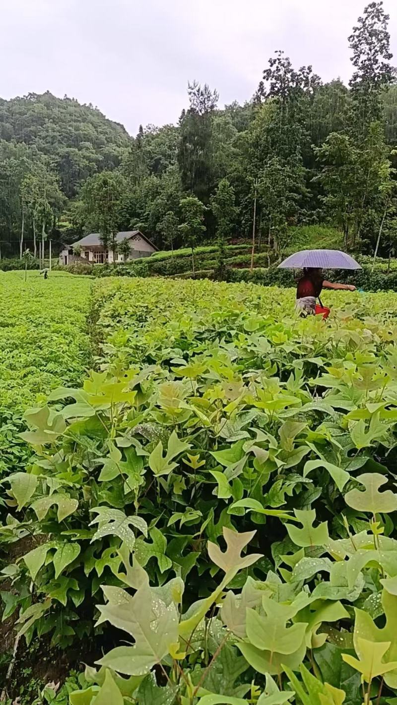 鹅掌楸杯苗