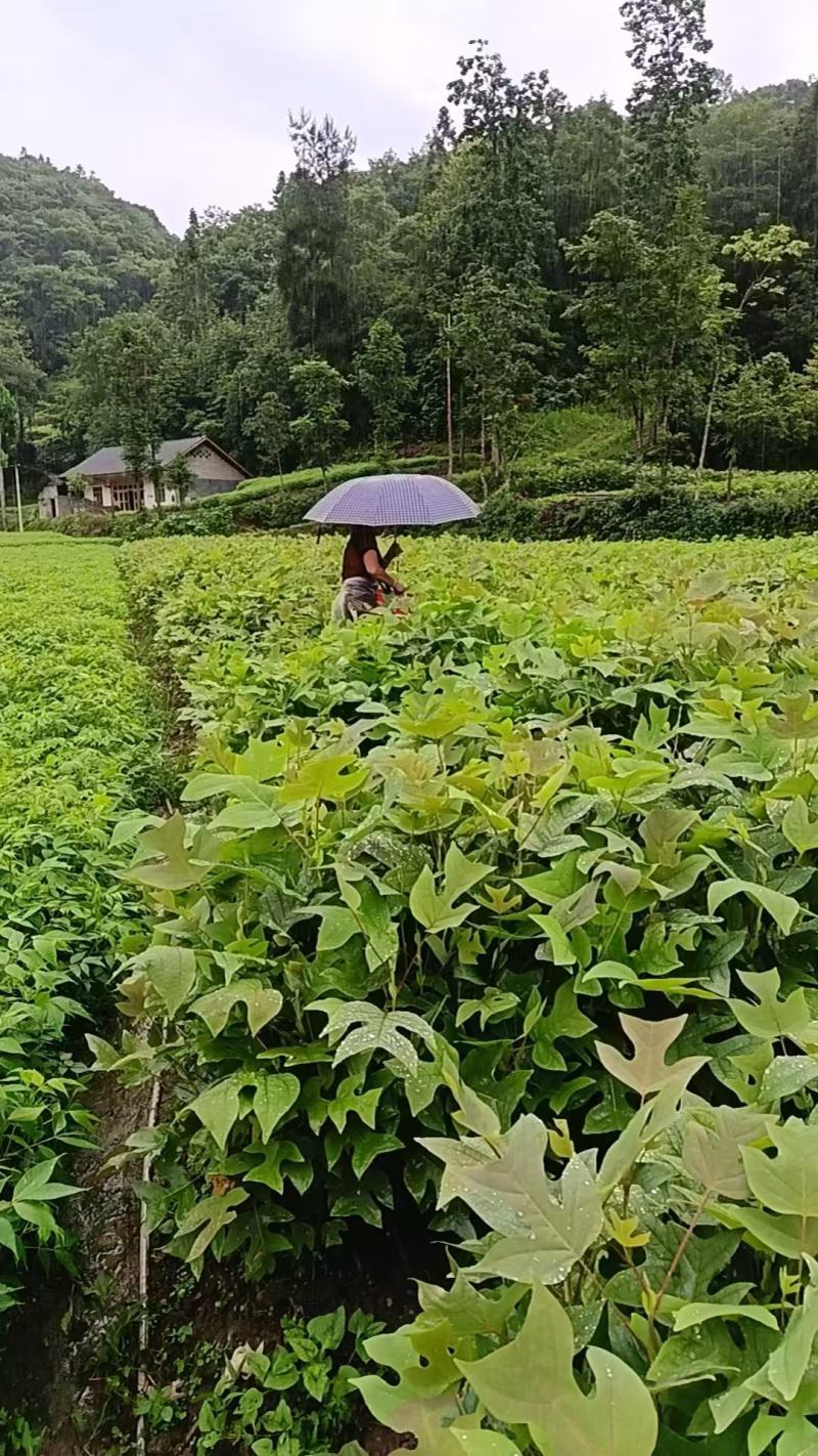 鹅掌楸杯苗