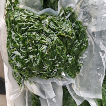 碱蓬菜黄须菜速冻加工