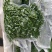 碱蓬菜黄须菜速冻加工