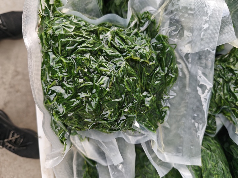 碱蓬菜黄须菜速冻加工