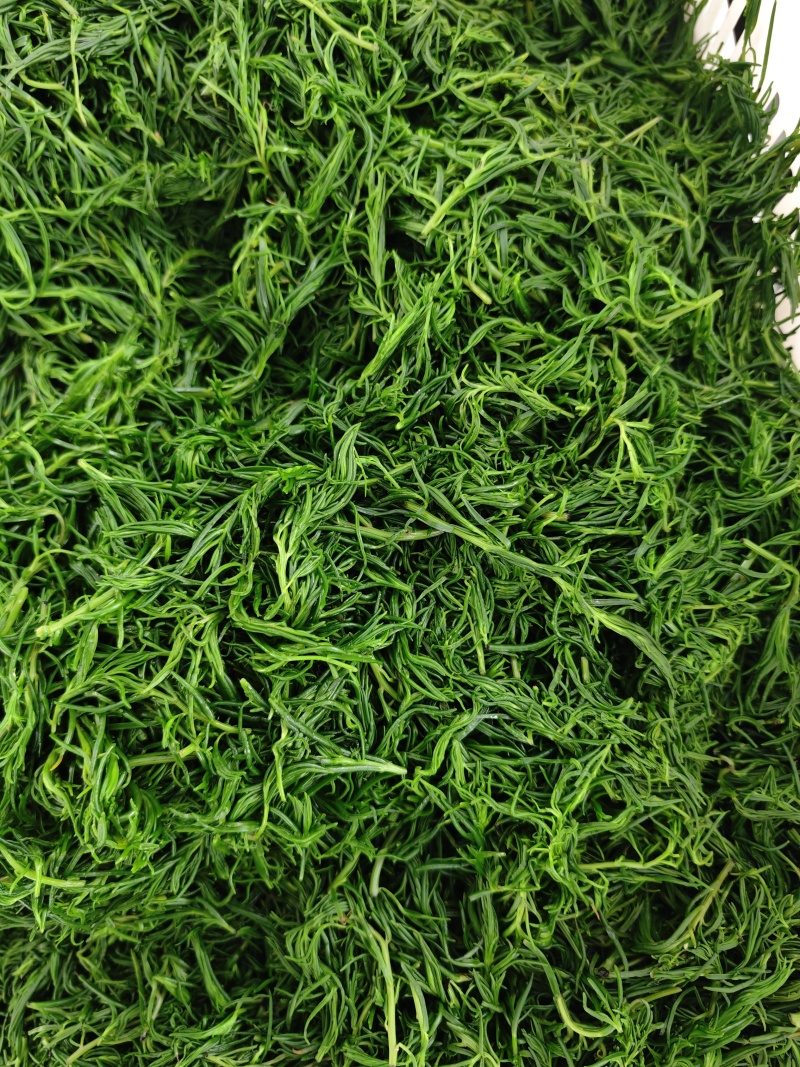 碱蓬菜黄须菜速冻加工