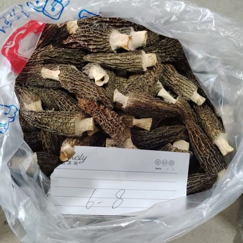 正宗四川有机纯生态羊肚菌，一手无琉货源欢迎来电咨询