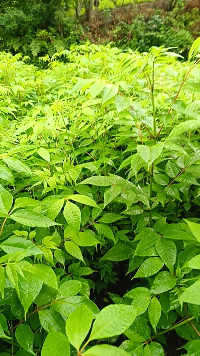 【品质保证】厚皮川黄柏苗中药材原产地直供价格便宜规格全