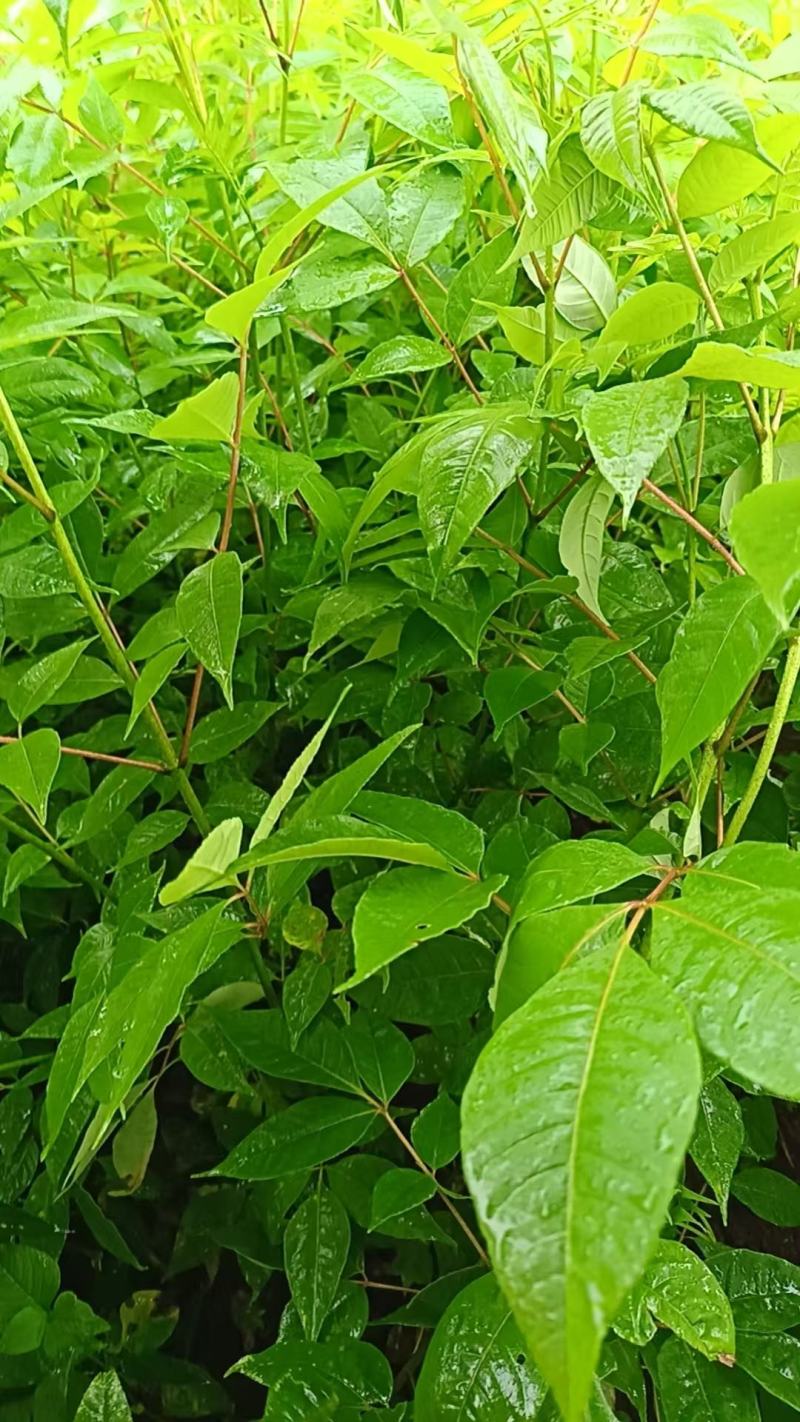 【品质保证】厚皮川黄柏苗中药材原产地直供价格便宜规格全