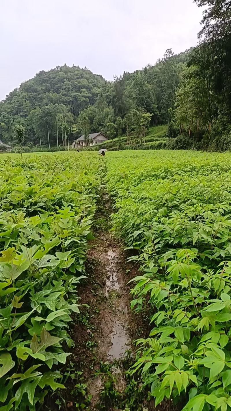【品质保证】厚皮川黄柏苗中药材原产地直供价格便宜规格全