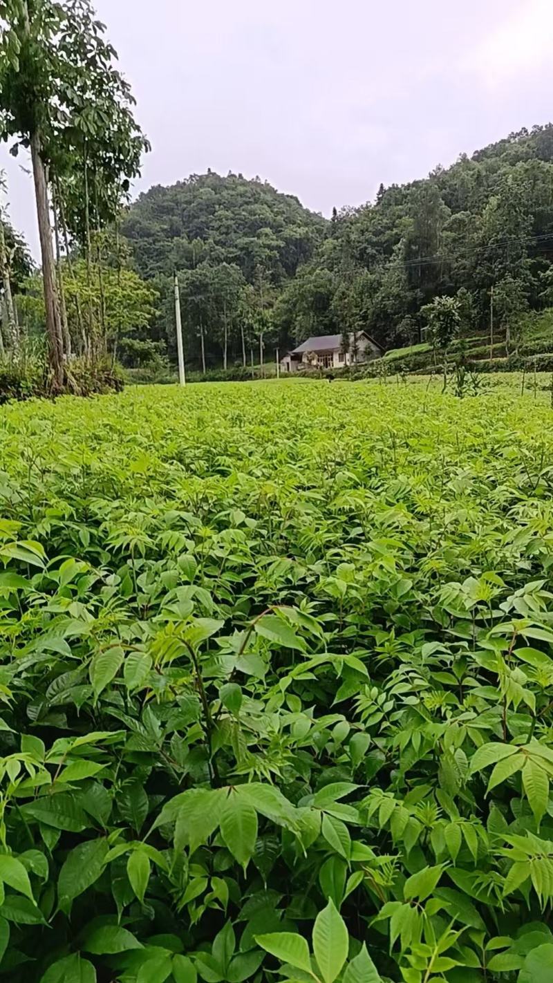 【品质保证】厚皮川黄柏苗中药材原产地直供价格便宜规格全
