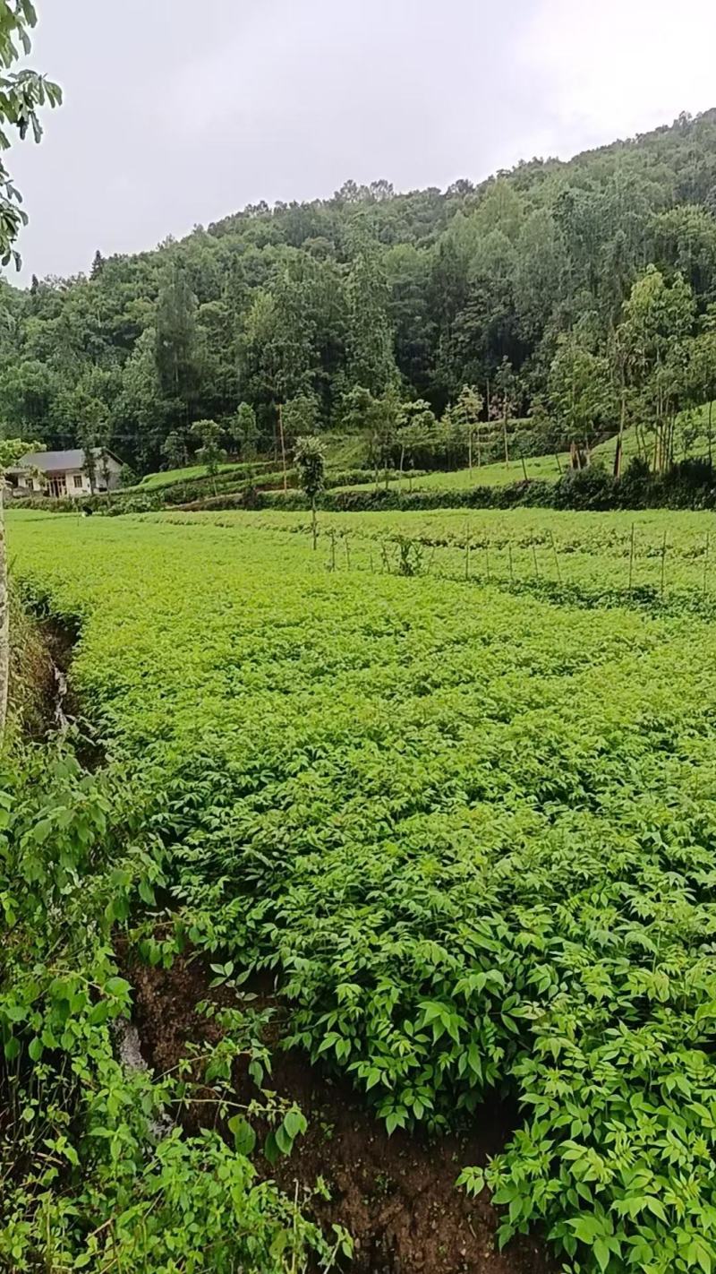 【品质保证】厚皮川黄柏苗中药材原产地直供价格便宜规格全