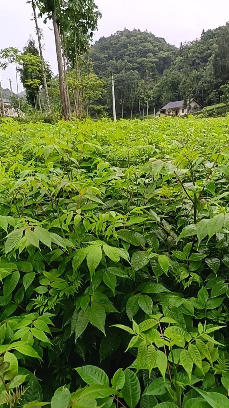 【品质保证】厚皮川黄柏苗中药材原产地直供价格便宜规格全