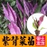 天然紫背天葵苗秧皮菜紫背菜四季盆栽阳台红凤菜苗带