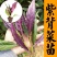 天然紫背天葵苗秧皮菜紫背菜四季盆栽阳台红凤菜苗带