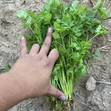 大量精品香菜，需要联系我