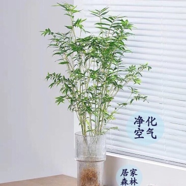 米竹观音竹水培水培植物盆栽懒人室内直发耐寒办公室桌摆四季常青