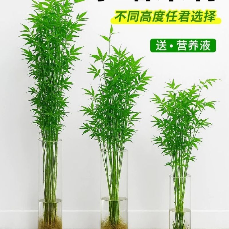 米竹观音竹水培水培植物盆栽懒人室内直发耐寒办公室桌摆四季常青