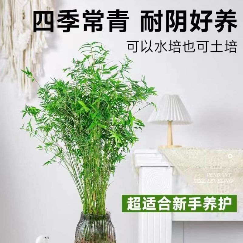 米竹观音竹水培水培植物盆栽懒人室内直发耐寒办公室桌摆四季常青
