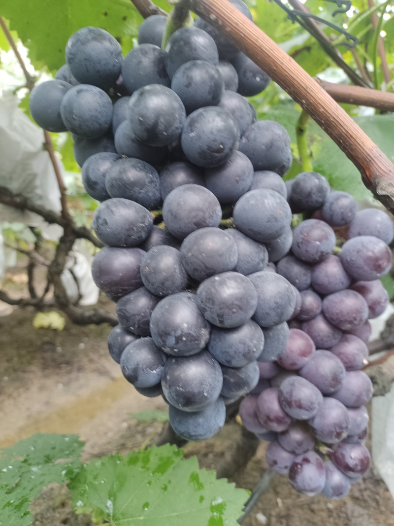 巨峰葡萄