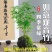 苔藓观音竹水培水培植物盆栽懒人室内直发耐寒办公室桌摆四季常青