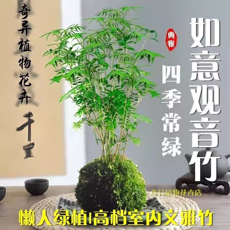 苔藓观音竹水培水培植物盆栽懒人室内直发耐寒办公室桌摆四季常青