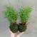 苔藓观音竹水培水培植物盆栽懒人室内直发耐寒办公室桌摆四季常青