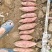 龙九红薯大量上市龙薯九号济薯33可视频看货
