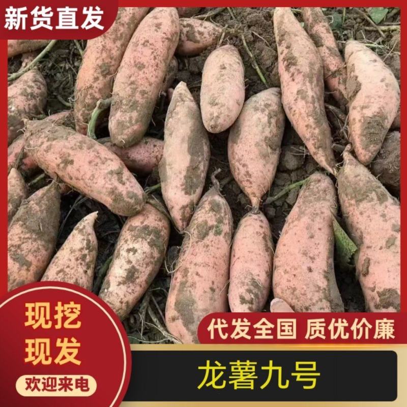 龙九红薯大量上市龙薯九号济薯33可视频看货