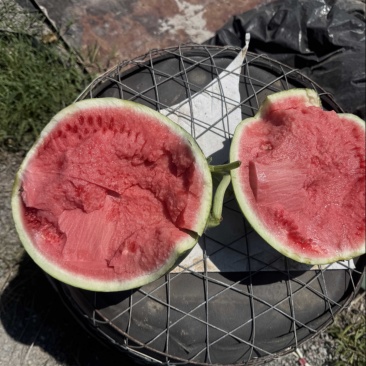 甘肃中卫无籽麒麟挂