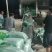翠绿宝毛豆，基地货机洗色选精品袋装大吨位供应对接渠道，