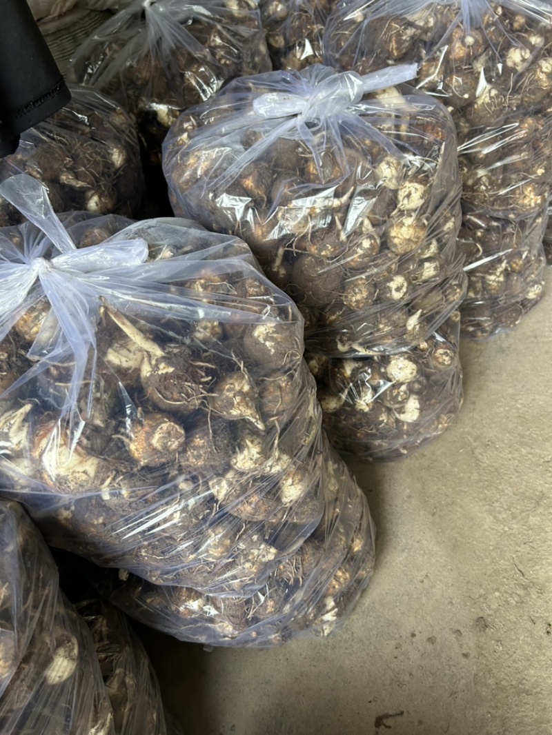 新鲜当天现挖芋艿产地直发自家种植品质保证