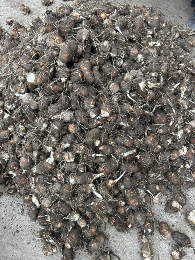 新鲜当天现挖芋艿产地直发自家种植品质保证