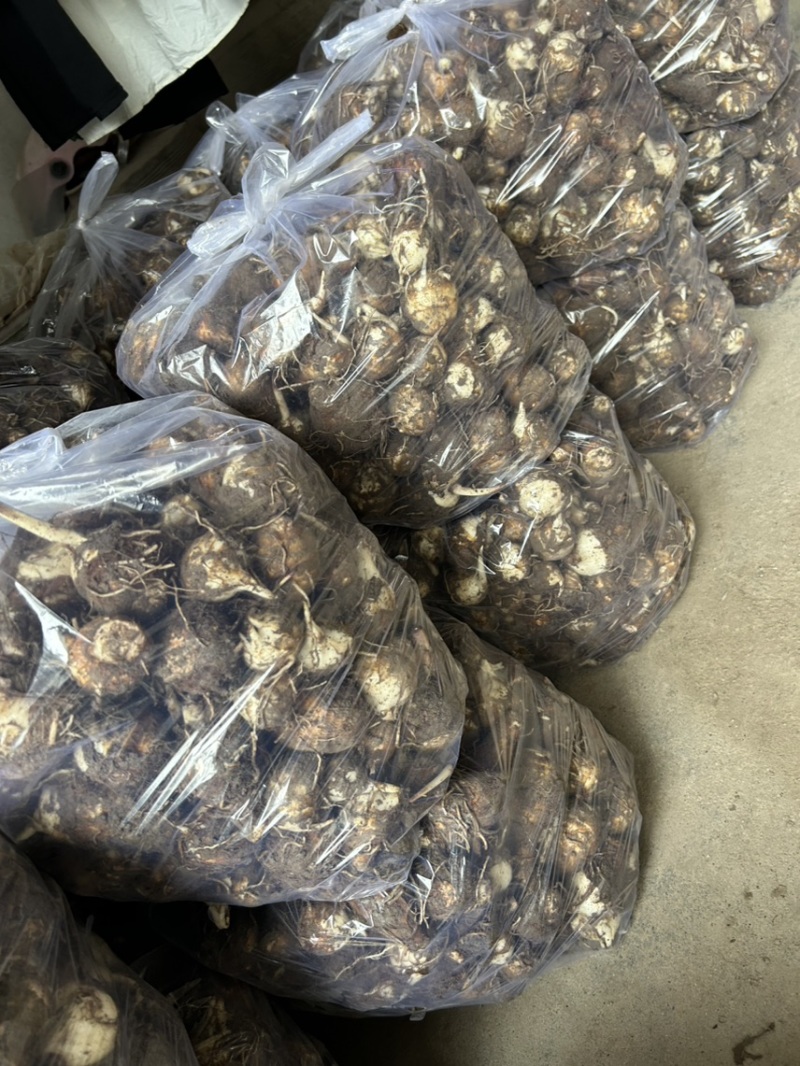 新鲜当天现挖芋艿产地直发自家种植品质保证