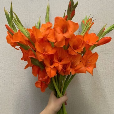 剑兰步步高鲜花水培鲜切花广州基地直发室内插花直批