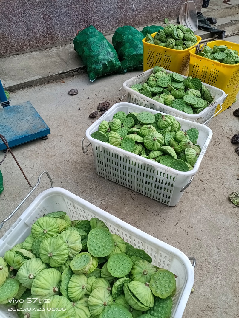 新鲜莲蓬，自己种植量大上市，花莲，水果莲，批发
