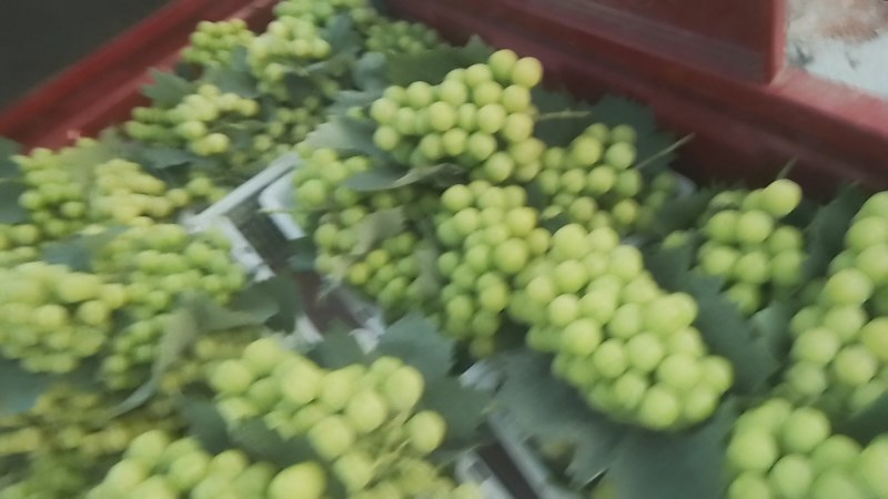 阳光玫瑰