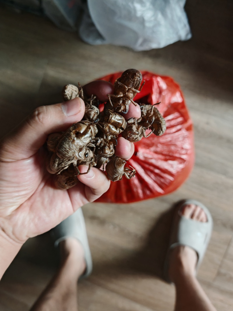 蝉蜕原产地正规货源保证随时可聊**特惠优质农产品