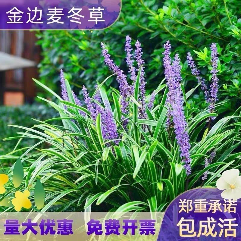 批发兰草金边麦冬草阔叶常绿绿色盆栽地栽花园净化空气阔叶麦冬