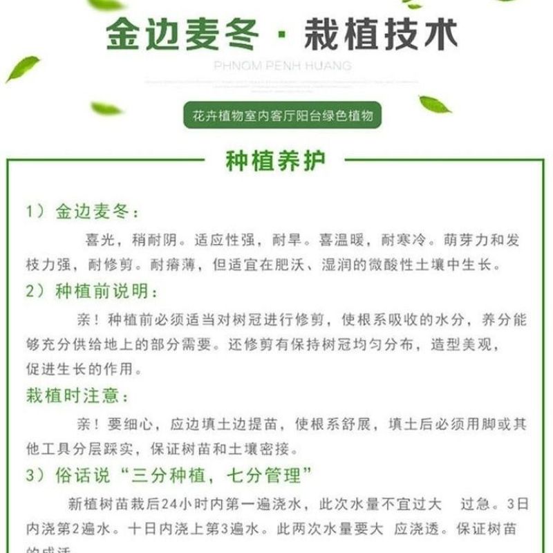 批发兰草金边麦冬草阔叶常绿绿色盆栽地栽花园净化空气阔叶麦冬