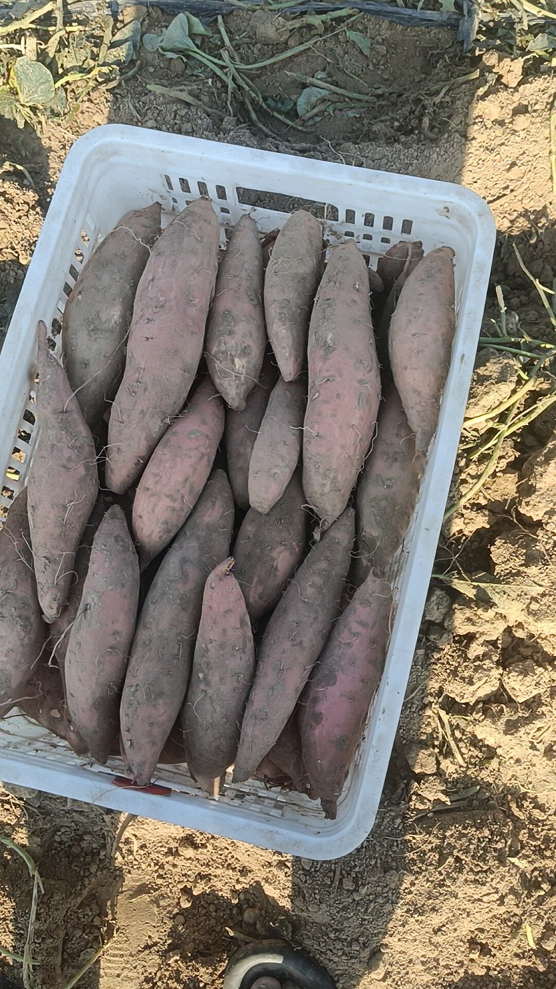 烟薯大量有货，原产地产地直销，全国各地发货