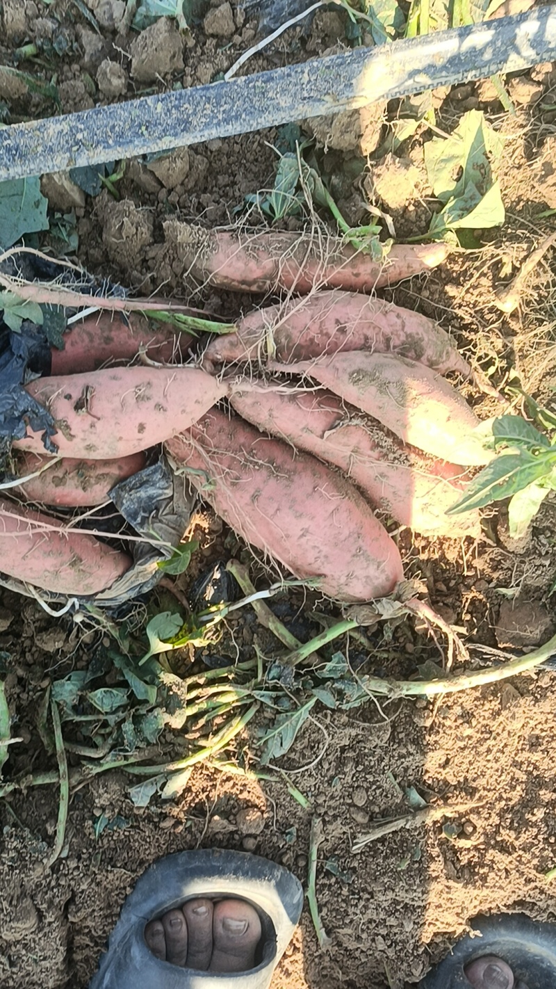 烟薯大量有货，原产地产地直销，全国各地发货
