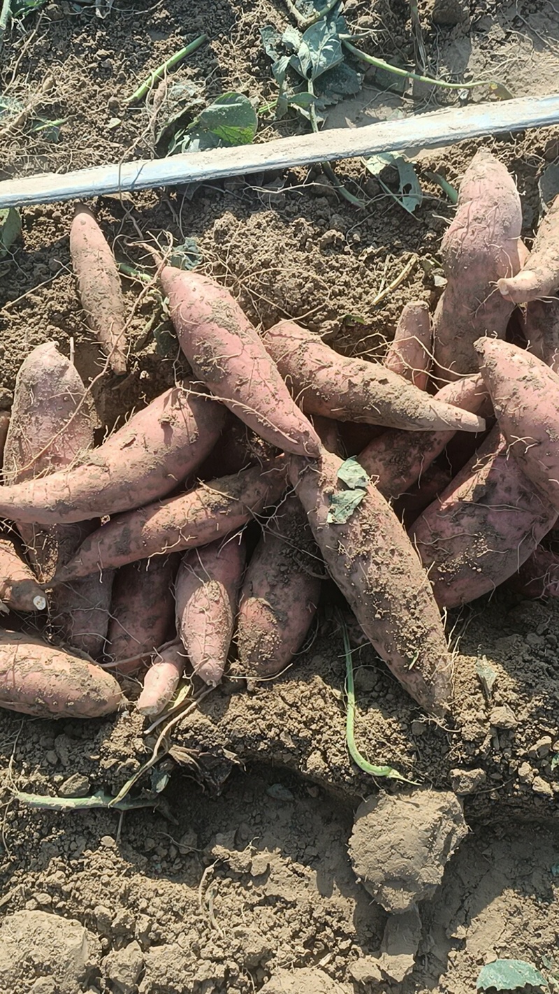 烟薯大量有货，原产地产地直销，全国各地发货