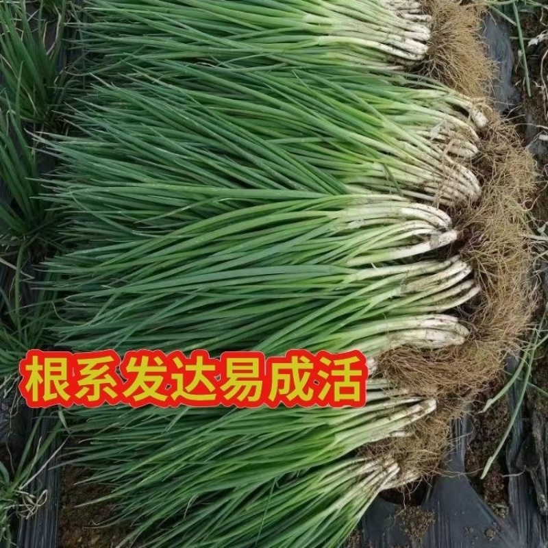 钢葱苗河南葱苗铁杆大葱苗苗场直发提供技术欢迎咨询