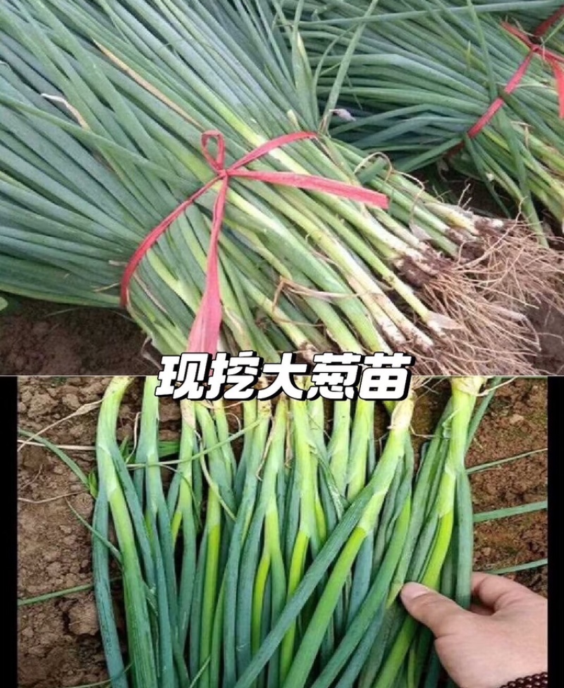 钢葱苗河南葱苗铁杆大葱苗苗场直发提供技术欢迎咨询