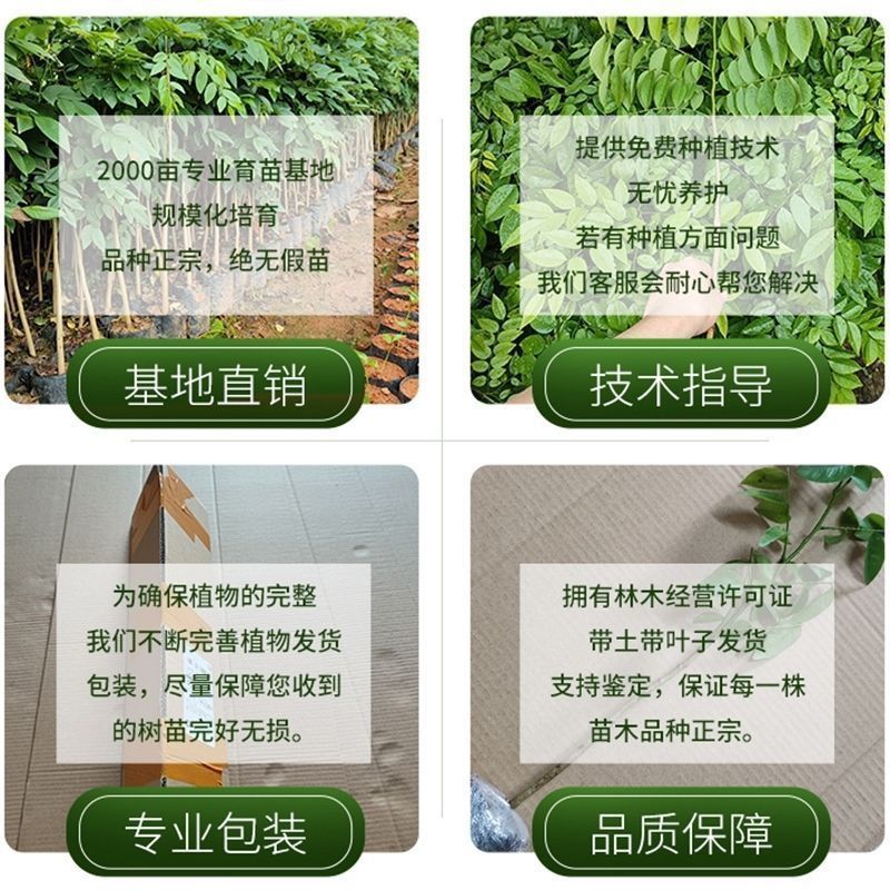 正宗海南黄花梨黄花梨树苗降香黄檀苗名贵树苗**绿植树带土带叶
