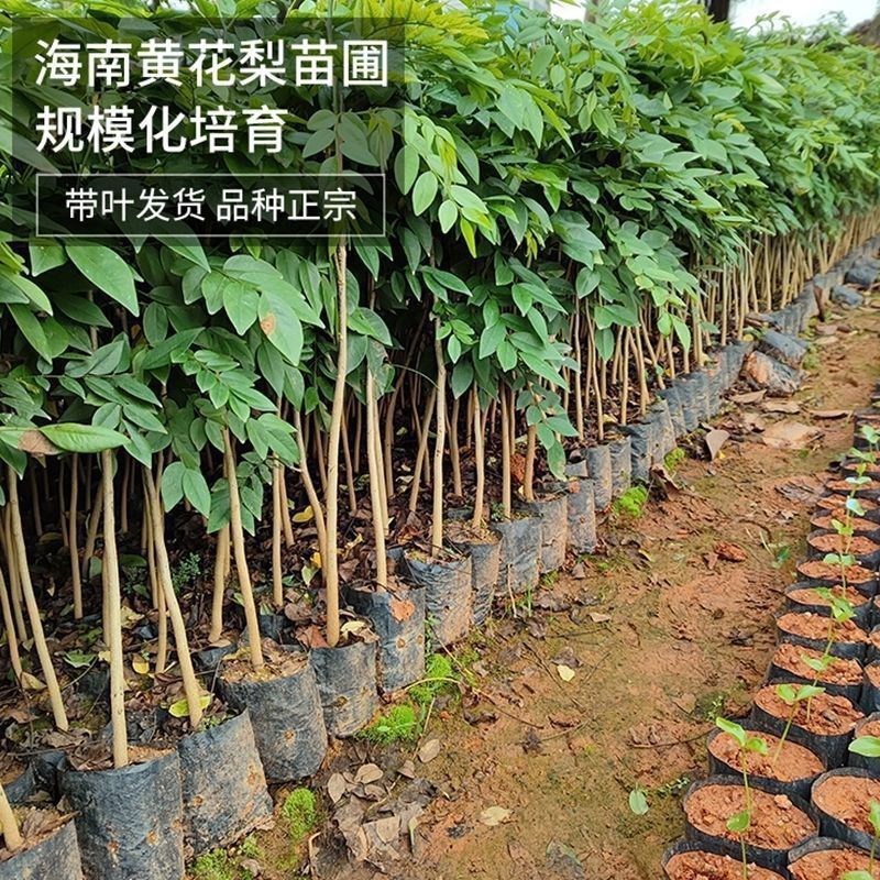正宗海南黄花梨黄花梨树苗降香黄檀苗名贵树苗**绿植树带土带叶