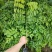 正宗海南黄花梨黄花梨树苗降香黄檀苗名贵树苗**绿植树带土带叶