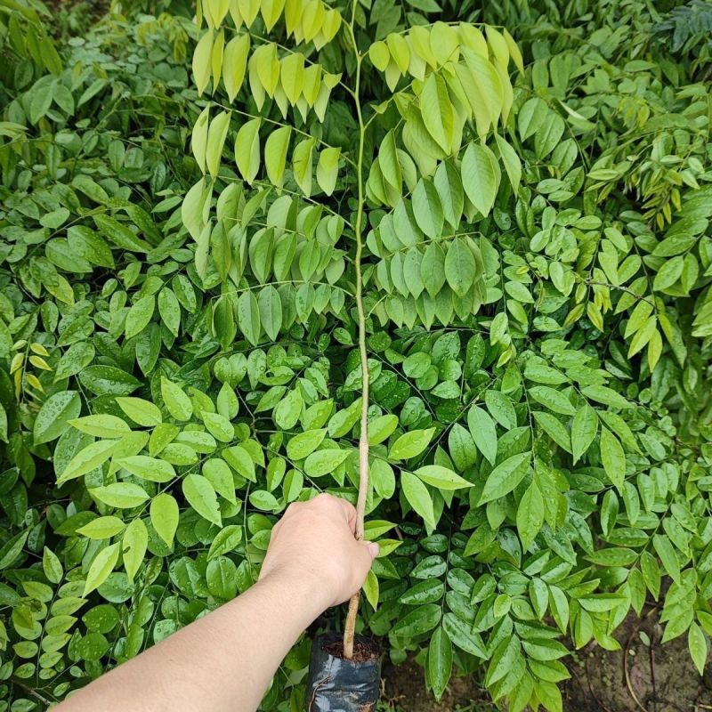 正宗海南黄花梨黄花梨树苗降香黄檀苗名贵树苗**绿植树带土带叶