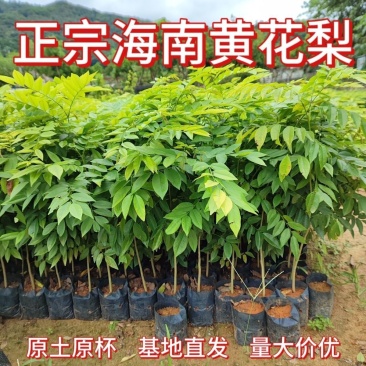 正宗海南黄花梨黄花梨树苗降香黄檀苗名贵树苗**绿植树带土带叶