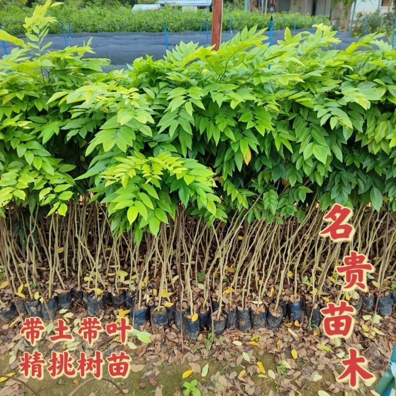 正宗海南黄花梨黄花梨树苗降香黄檀苗名贵树苗**绿植树带土带叶